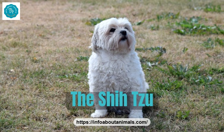 Shih Tzu sitting on grass showing its short, round face