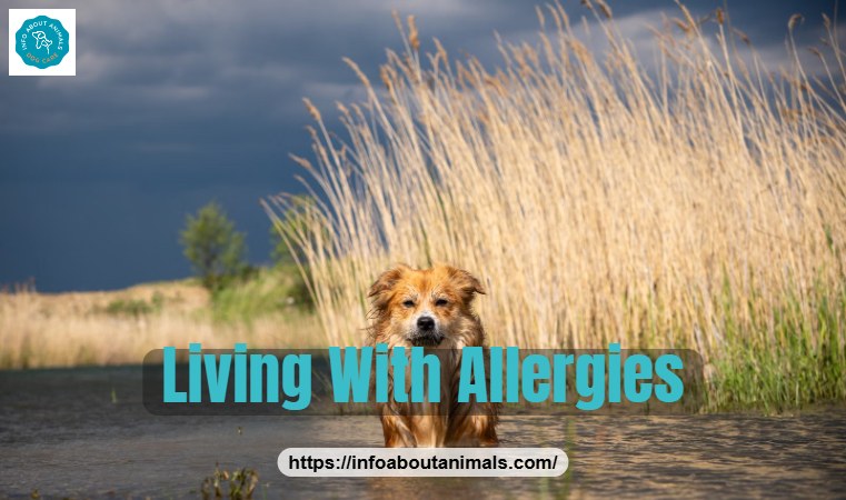Retriever playing in water - wet dogs release more allergens
