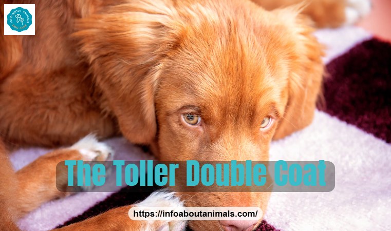 Close-up of a Nova Scotia Duck Tolling Retriever showing its thick double coat