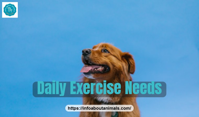 Nova Scotia Duck Tolling Retriever outdoors, a high-energy family dog