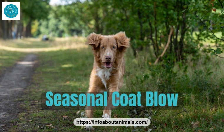 Toller running in a park during seasonal shedding